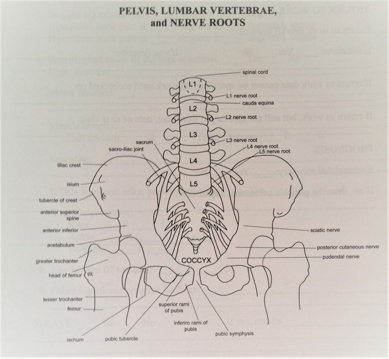 Types of Pelvis Fractures