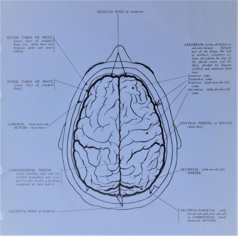 top-view-of-brain-with-text